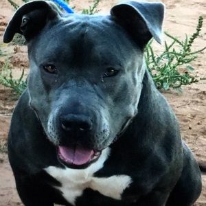 Meet your Posher, Paul